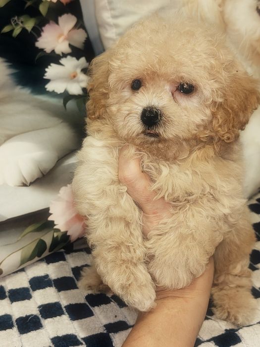 Mała suczka Maltipoo