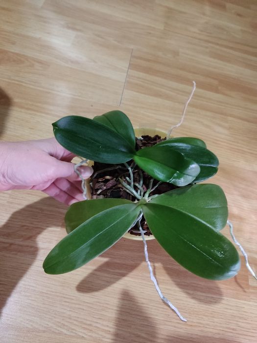 Два фаленопсиси в одному горщику