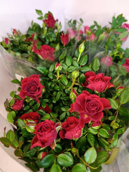 Шлюмбергера(Різдвяник) жовта і оранжева,троянда,антуріум,пуансетія