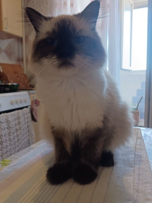 Продам котик Невский Маскарадный