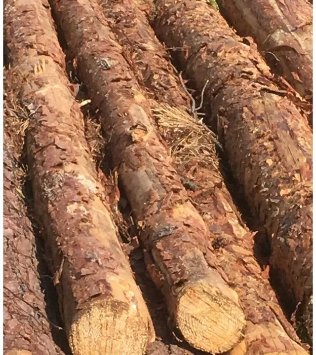 3 m Stemple budowlane stropowe drewniane