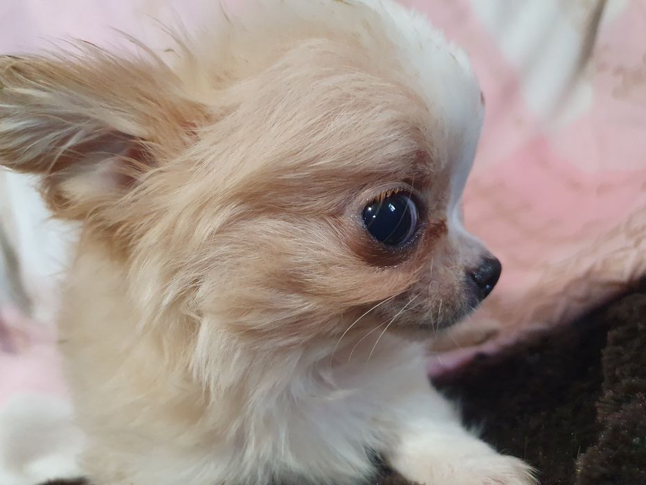 Кревовый мальчишка чишка