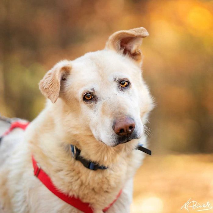 Misiek poleca się do adopcji