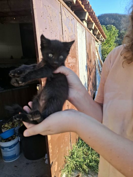 Gatinhos bebés meigos