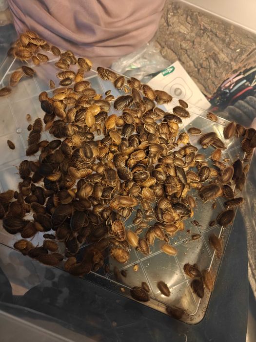Podłoża wyposażenie terrarium gekony skorpiony