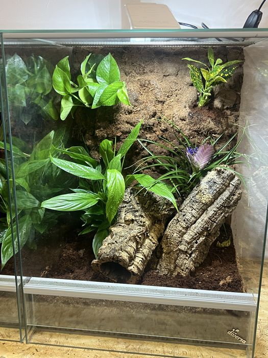 Terrarium diversa 45x45x60 gekon orzęsiony