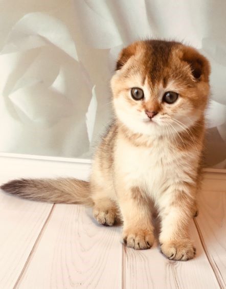 Золотой шотландец! Просто огонечек!!!