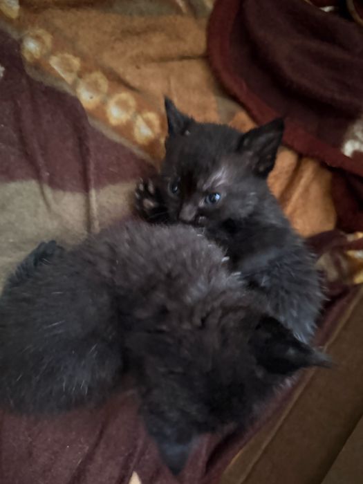 Віддамо в хороші руки котиків