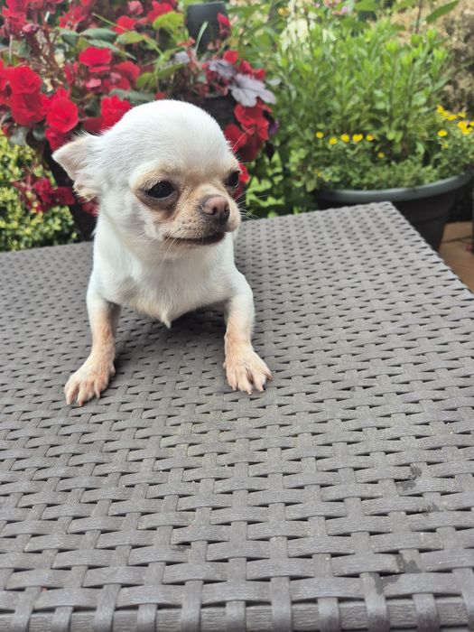 Malutki Roczny piese chihuahua k