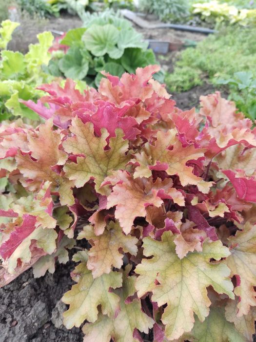 Żurawka 'Marmalade' Heuchera