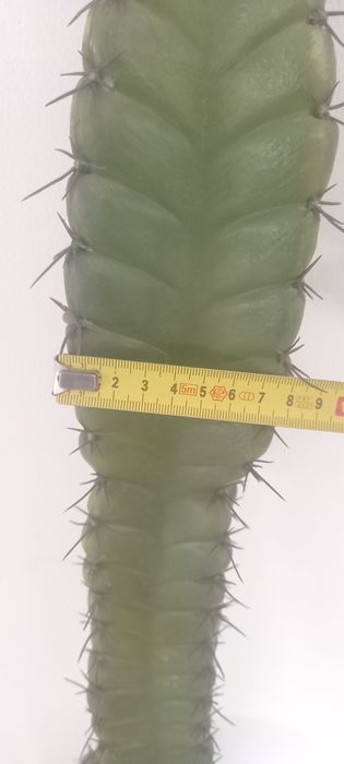 Cato/ cato decorativo/ cato artificial