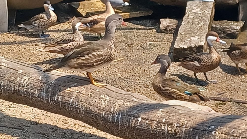 Patos bem tratados de várias espécies,  para si