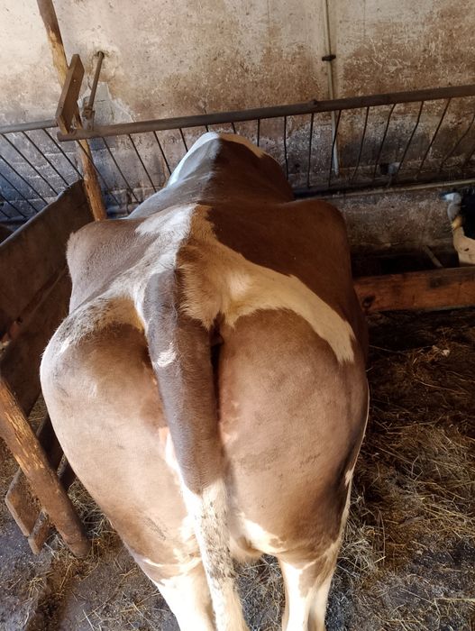 Sprzedam krowe na rzeź