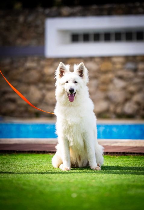 Pastor Suíço Branco – Já com Base de Obediência