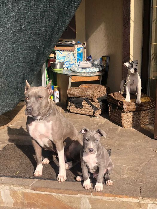 Стафаширський Американський Тер'єр