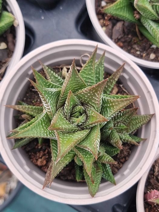 Suculenta haworthia limifolia