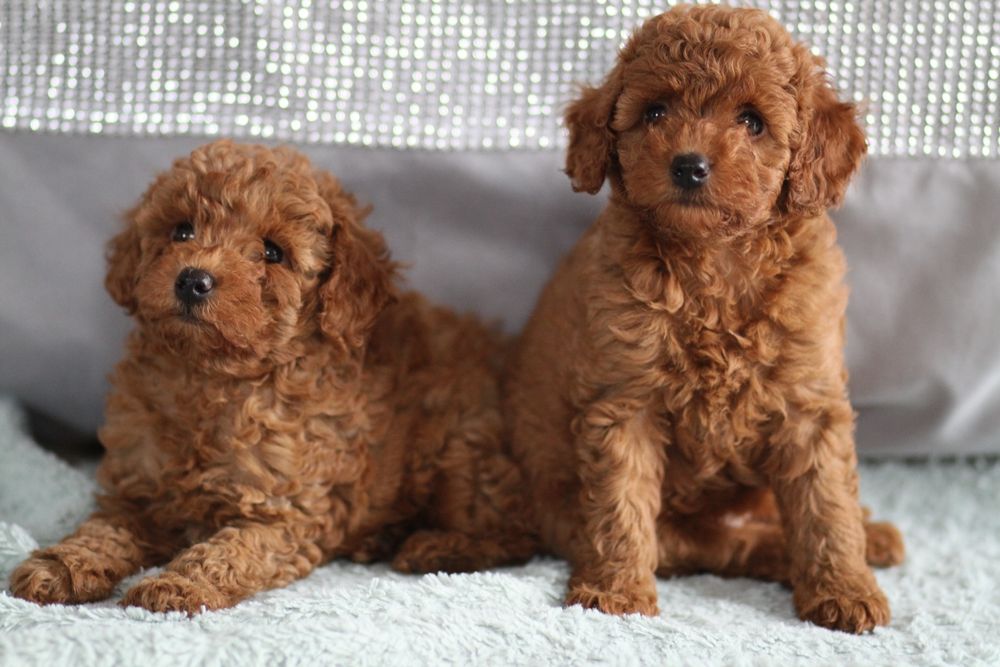 ***Pudel Toy/ miniaturka Badania**