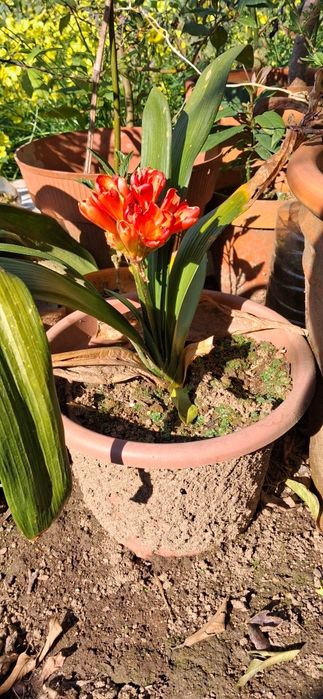 Lírio-natal (Clivia miniata)
