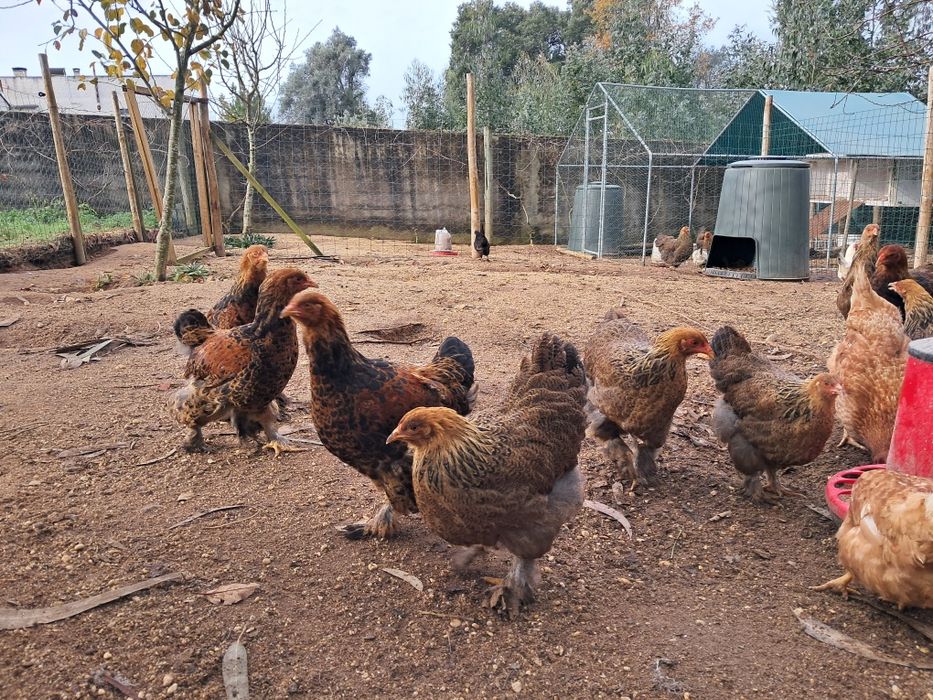 Vendo galos jovens de Brahama Perdiz