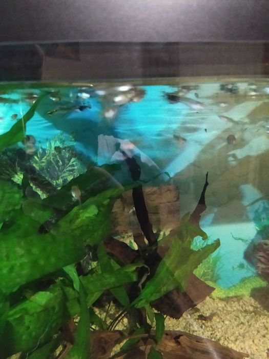 Продам Рибки гупі