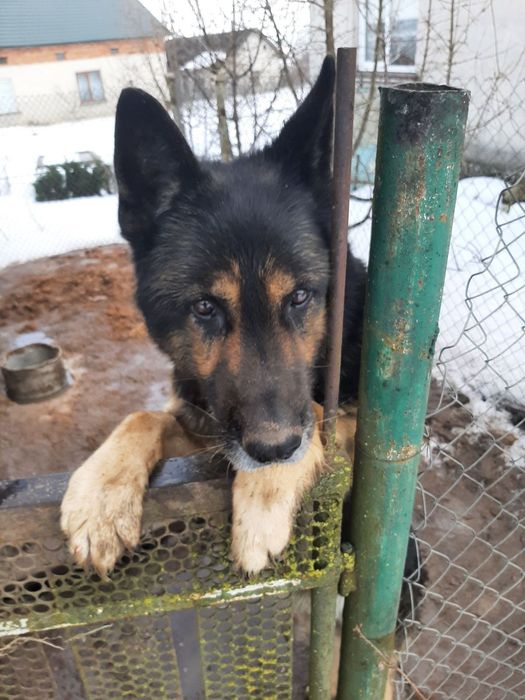 Песик в добрі руки