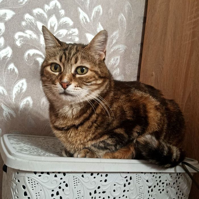 Очень красивая кошечка в бенгальской шубке ( 3 года) ищет  дом