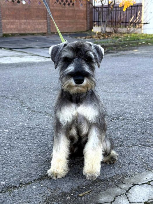 Цвергшнауцер перчік хлопчик