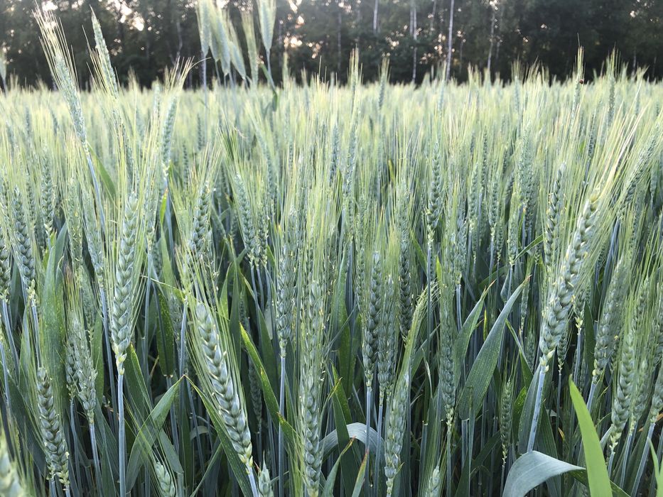 Pszenica ozima fox workowana