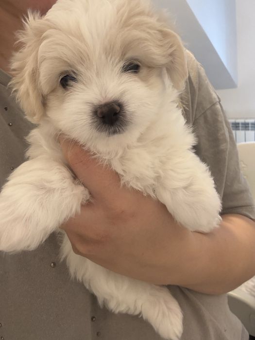 Maltańczyk suczka ostatnia ur. 07.01