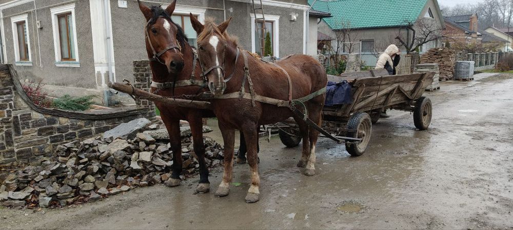 Продам пару коней