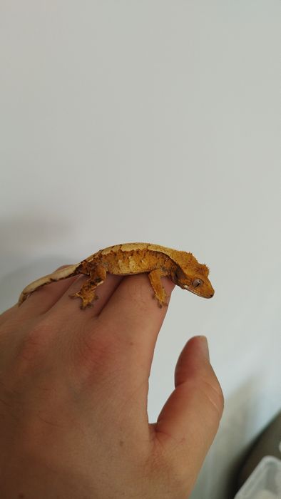 Gekon orzęsiony Orange extreme 10g samica