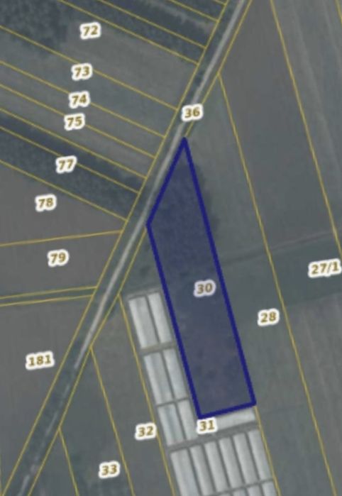 Ziemia rolna zalesiona brzózkami