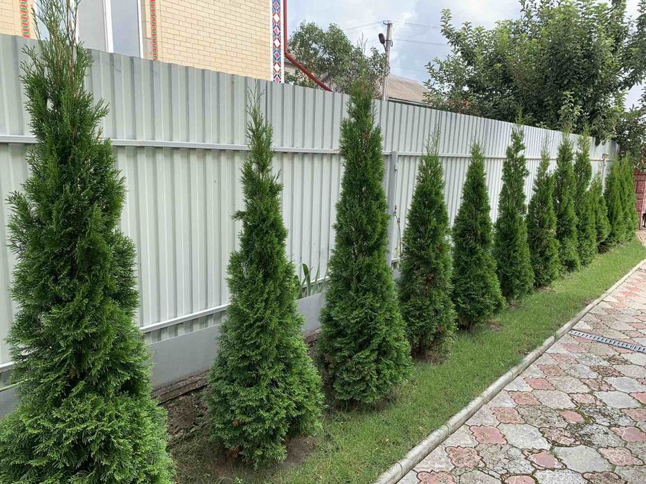 Продам будинок в Гусятині