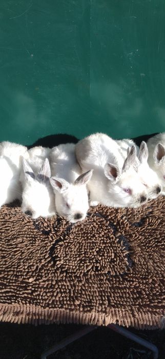 Кролята Каліфорнії,та Термонців.