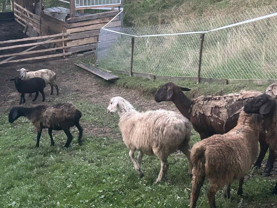 Продається туша мʼяса курдючного барана