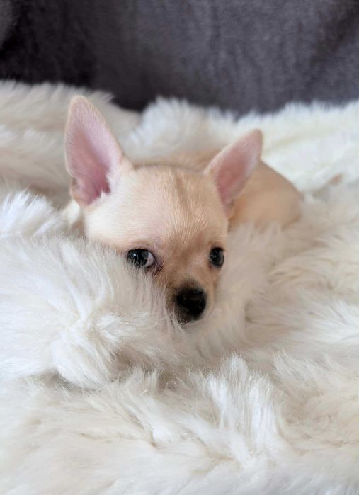 Chihuahua śliczna krótkowłosa sunia do odbioru