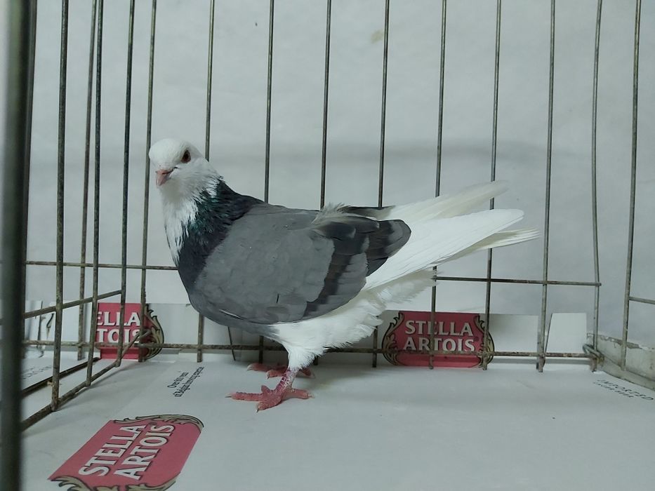 Gołębie Permskie Białogłowe