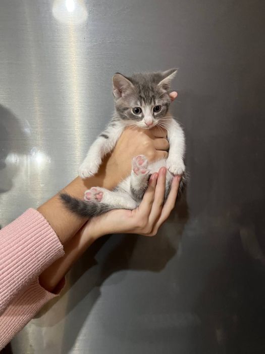 Отдам котят в хорошие руки