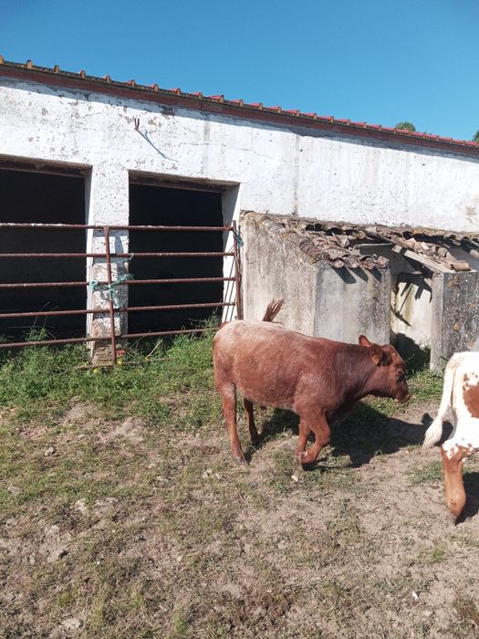 Bovino macho pequeno porte