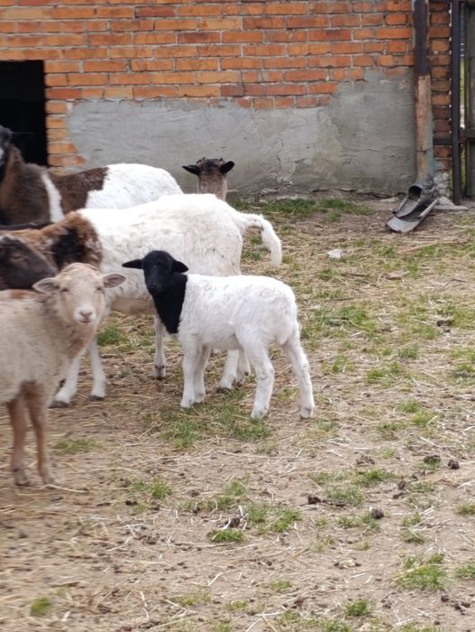 Owca mix dorpera
