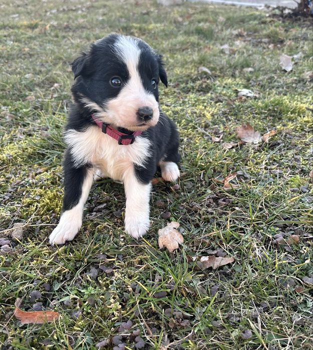 Czarno-Biała suczka Border collie