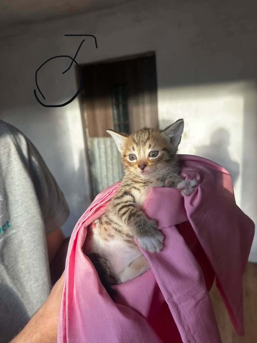 Kociątka do adopcji