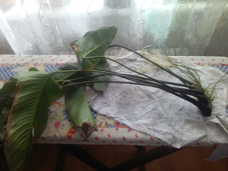 анубиас гиганский