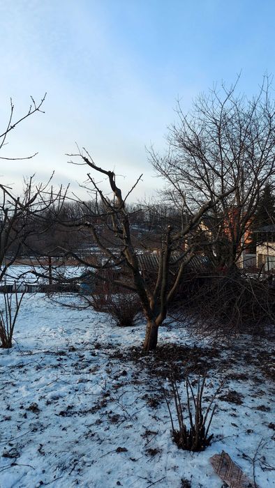 Ваш садівник. Обрізка дерев.