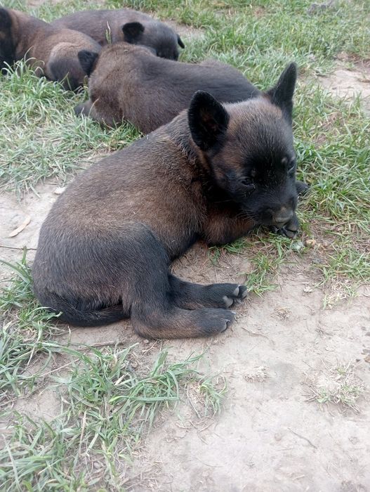 Owczarek belgijski malinois