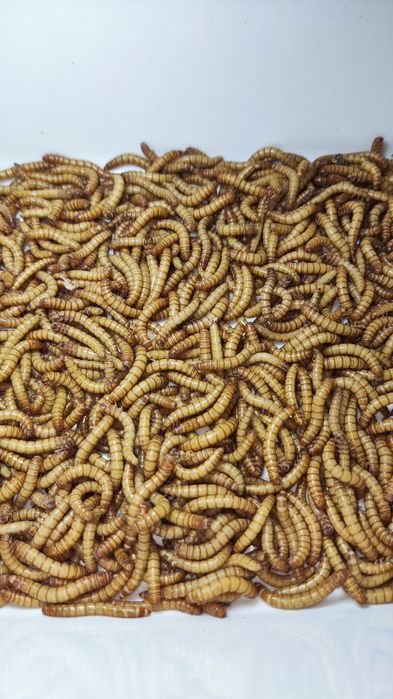 Larvas de Tenebrio molitor