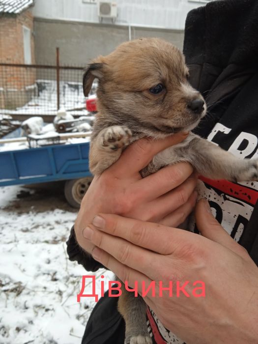 Віддамо безкоштовно у дбайливі ручки.