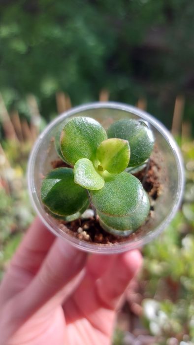 Crassula Mosaic Крассула Мозаика