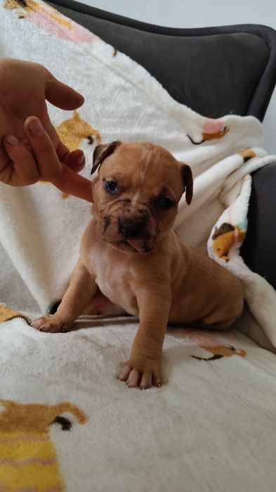 American Bully xl - suczka