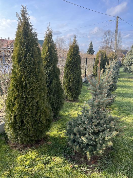 Tuja, thuja 280 - 300 cm bardzo duża żywopłot